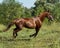 Red horse running across the field