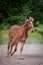 Red horse running to the green meadow