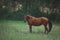 Red horse in summer rain in green field
