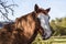 Red horse with white streaked face and pretty but kind of spooked eyes with grass in its mouth behind branches but with blurred