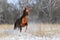 Red horse in winter runs gallop