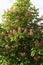 Red Horsechestnut   846486