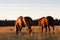 Red horses at golden hour on a pasture