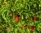 Red hot cherry peppers on plant