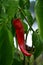 Red Hot Chili Pepper Homegrown garden