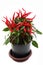 Red hot chili plant