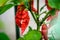 Red hot chilli ghost pepper Bhut Jolokia on a plant