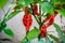 Red hot chilli ghost pepper Bhut Jolokia on a plant