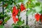 Red hot chilli ghost pepper Bhut Jolokia on a plant