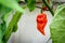 Red hot chilli pepper Bhut Jolokia on a plant.