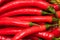 Red hot chilli peppers, close up. Background of red chilies