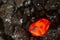 Red hot coal bar in focus on other cold raw bars of coal. Background of raw coal nuggets with soft focus