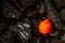 Red hot coal bar in focus on other cold raw bars of coal. Background of raw coal nuggets with soft focus