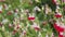 Red Hot Lips flowers. Salvia microphylla plant blooming in a garden