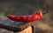 Red hot pepper on a natural background lies on a wooden box in the open air.