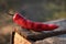 Red hot pepper on a natural background lies on a wooden box in the open air.