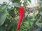 Red hot pepper pods grow in the greenhouse. Agriculture