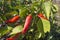 Red hot peppers on the bushes in the garden. A plant of Bulgarian sweet pepper. Cultivation of sweet pepper, methods of