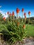 Red Hot Poker