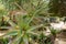 Red Hot Poker, Aloe Arborescens, Aloeacceae from South Africa