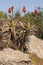 A red hot poker aloe on a rocky hillside.