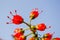 Red hot poker bottlebrush flower