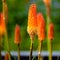 Red Hot Poker is the common name  for Kniphofia. African east cape pokers flowering n orange and yellow in summer garden.