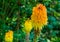 Red hot poker flower head in macro closeup, beautiful and colorful flowering plant from africa, Popular decorative garden plant