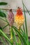Red Hot Poker Flower Plant - Fiery colored Kniphofia