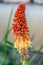 Red Hot Poker Flower Plant - Fiery colored Kniphofia