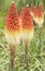 Red hot poker flowers