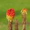 Red hot poker flowers blooming in Argentina
