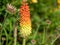 Red hot poker flowers in garden. Kniphofia uvaria tritoma or torch lily flowers.