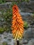 Red Hot Poker (Kniphofia)