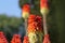 Red Hot Poker Kniphofia in full bloom in garden