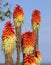 Red Hot Poker Kniphofia in full bloom in garden