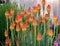 Red Hot Poker Plant, Poker Plant, Torch Lily, Tritomea, Kniphofia Uvaria horizontal