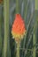 Red Hot Poker Plant, Poker Plant, Torch Lily, Tritomea, Kniphofia Uvaria single flower masthead text area vertical