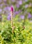 Red hot poker plant in tropical garden