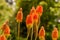 Red Hot Poker, Torch Lily, Tritoma