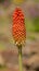 Red Hot Poker, Torch Lily or Tritoma kniphofia uvaria flower