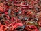 Red hot spicy crawfish fresh from the pot at Crawfish Boil festival