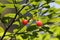 Red Huckleberries - Vaccinium Parvifolium