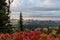 Red Huckleberry Leaves in Front of Tatoosh Mountains