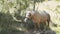 Red hungry horse stands, chews grass and shakes off insects on sunny day.