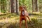 Red hunting vizsla dog in a coniferous forest