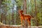 Red hunting vizsla dog in a coniferous forest