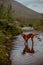 Red hunting vizsla dog in the mountains by the mountain river