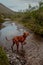 Red hunting vizsla dog in the mountains by the mountain river