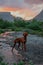 Red hunting vizsla dog in the mountains by the mountain river at sunset